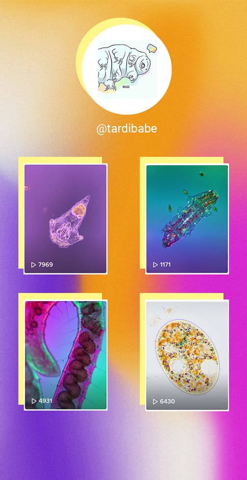 Tardibabe Tardibabe