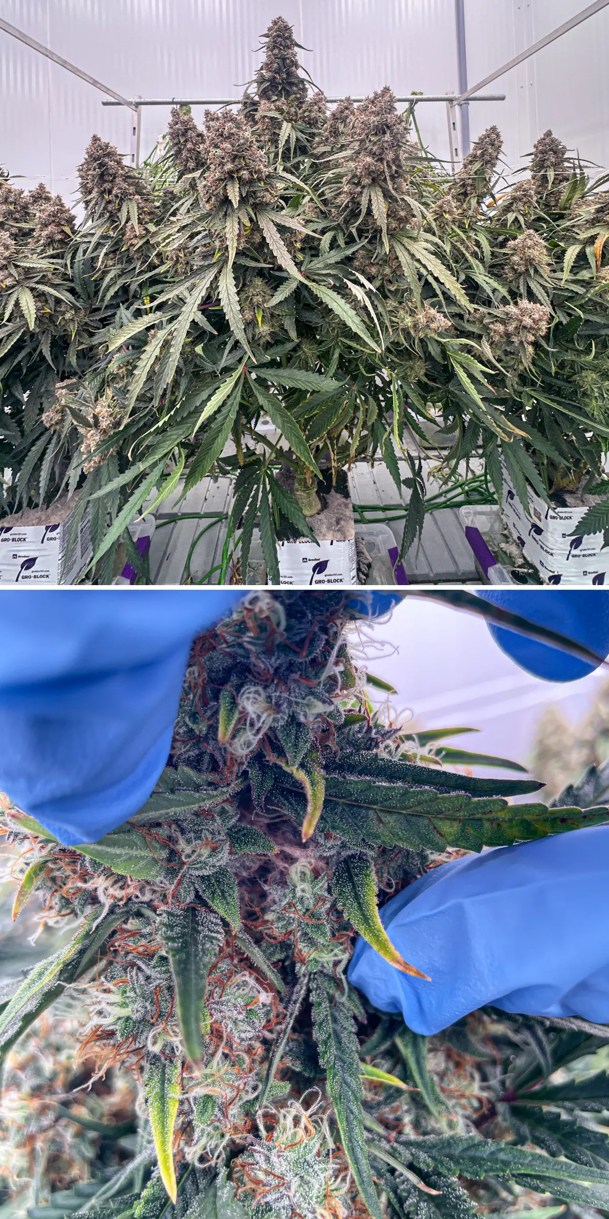 Cannabispflanzen in später Blüte während eines kontrollierten Steinwollversuchs, mit dichten harzigen Colas, frostigen Trichomen, orangefarbenen Blütenstempeln und Nahinspektion der Blüten zur Terpenanalyse.