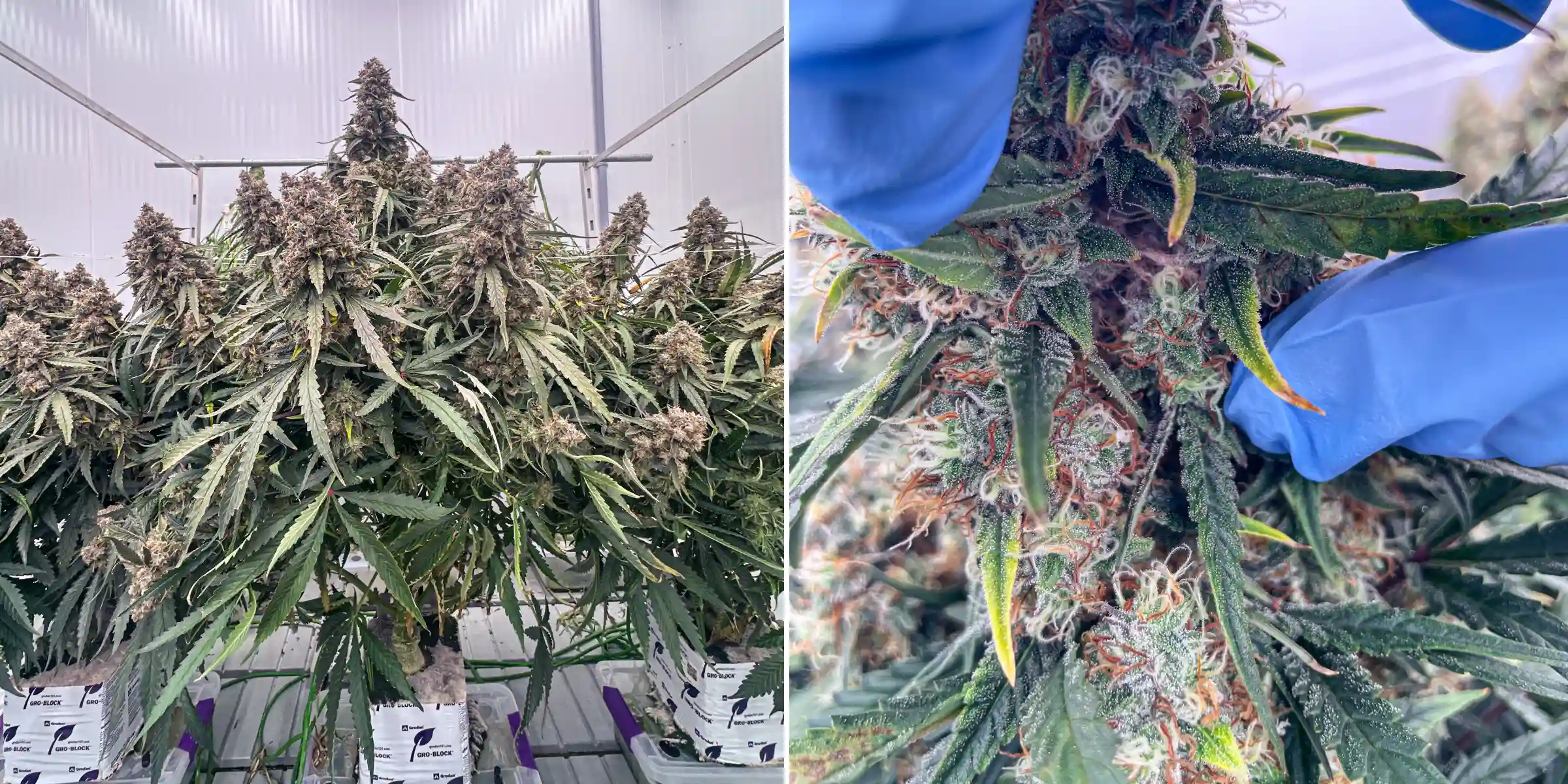 Cannabis-Terpenanalyse: Nahaufnahme einer harzigen Blüte Cannabispflanzen in später Blüte während eines kontrollierten Steinwollversuchs, mit dichten harzigen Colas, frostigen Trichomen, orangefarbenen Blütenstempeln und Nahinspektion der Blüten zur Terpenanalyse.