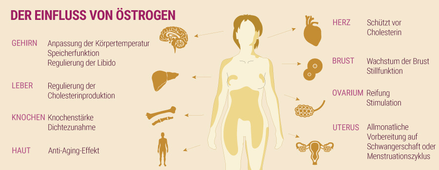 Der Einfluss von Östrogen und Cannabis Der Einfluss von Östrogen und Cannabis