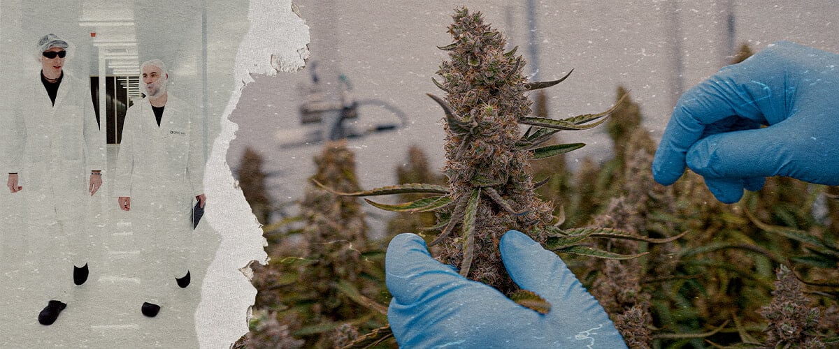 CRIC Labs F1 Cannabis Hybriden SOP Führer Eine Illustration von einheitlichen F1 Cannabis-Hybriden, die in einer kontrollierten Umgebung von CRIC Labs wachsen, mit Hervorhebung der Konsistenz in Größe, Form, Potenz und Geschmack, auf einem grünen Hintergrund.
