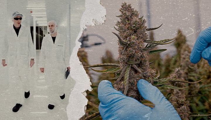CRIC Labs F1 Cannabis Hybriden SOP Führer Eine Illustration von einheitlichen F1 Cannabis-Hybriden, die in einer kontrollierten Umgebung von CRIC Labs wachsen, mit Hervorhebung der Konsistenz in Größe, Form, Potenz und Geschmack, auf einem grünen Hintergrund.