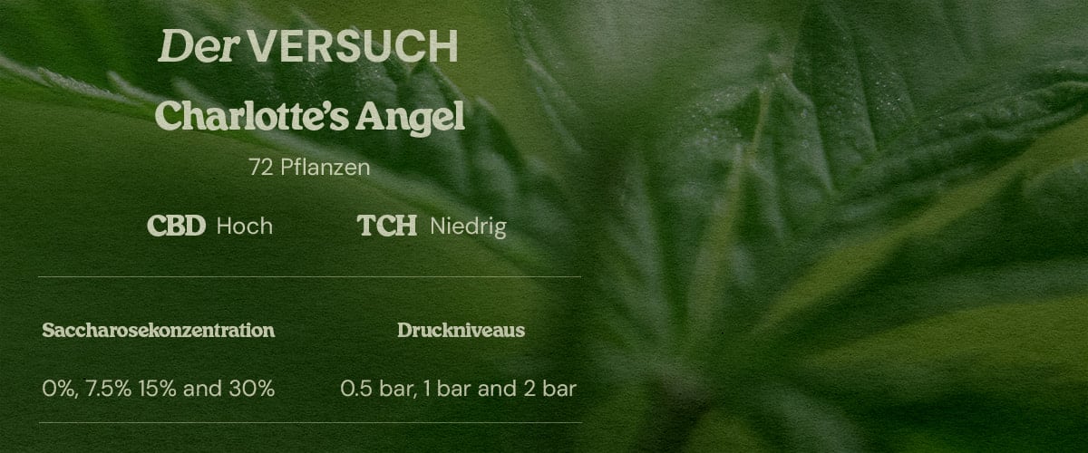 Versuchsdesign PSIS Charlotte’s Angel 72 Pflanzen high CBD low THC Zuckerkonzentrationen 0% 7.5% 15% 30% und Druck 0.5 bar 1 bar 2 bar