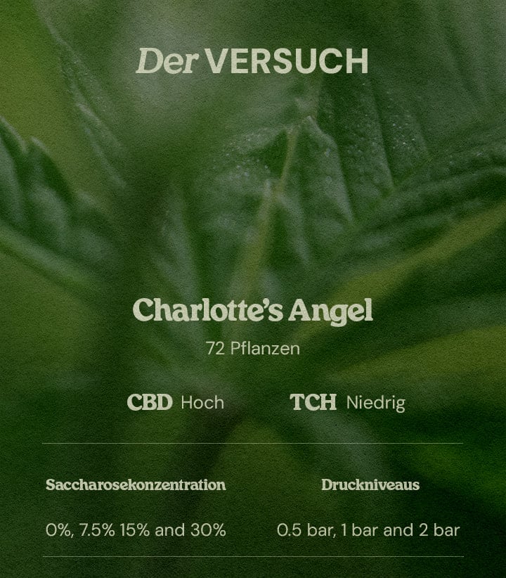 Versuchsdesign PSIS Charlotte’s Angel 72 Pflanzen high CBD low THC Zuckerkonzentrationen 0% 7.5% 15% 30% und Druck 0.5 bar 1 bar 2 bar