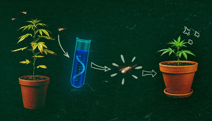 Cannabispflanzen mit Reagenzglas und Weißfliegen auf grünem Hintergrund, zeigt CCYV-Übertragungsprozess.
