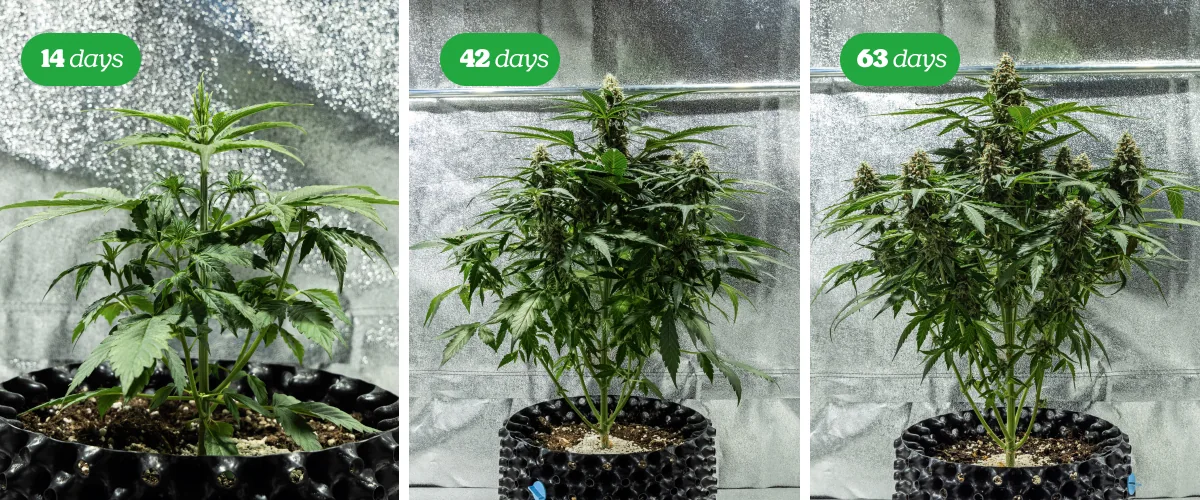 Cannabispflanze in der Blütephase mit mehreren harzigen Blüten vor schwarzem Hintergrund