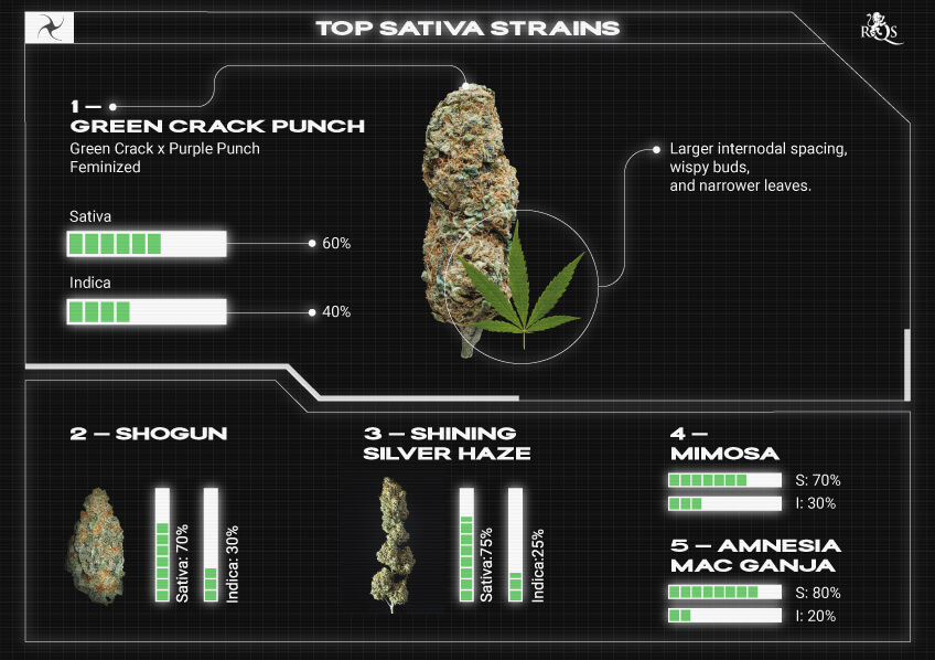 Top RQS Sativa Strains