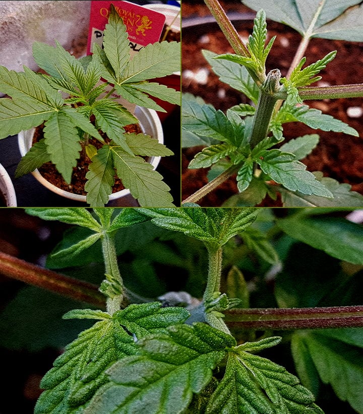 5-Schritte-Collage zum Toppen von Cannabis: Keimling, Schnitt der Spitze, Stängel nach Schnitt, neues Wachstum mit Stütze, frühe Verzweigung.