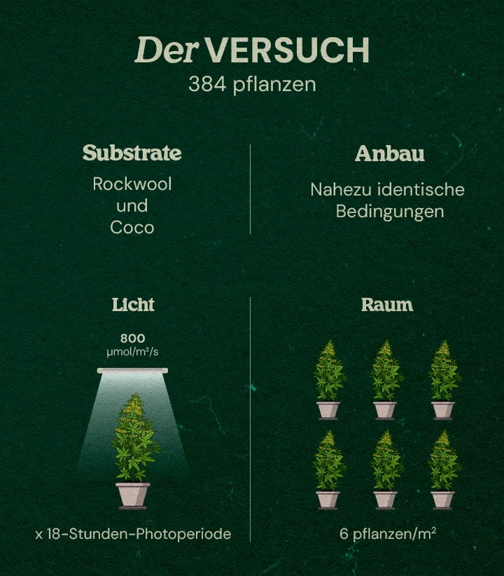 Gaia F1 Cannabis-Test: 384 Pflanzen in Steinwolle und Kokos Infografik zum Gaia F1 Cannabis-Test mit 384 Pflanzen unter LED-Licht 800 μmol/m²/s, 18-Stunden-Photoperiode, Substraten Steinwolle und Kokos, nahezu identischen Bedingungen, 6 Pflanzen/m².