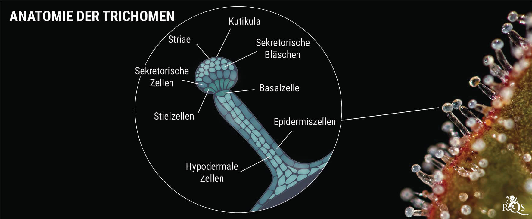 Genetik: die Voraussetzung für harzige Buds