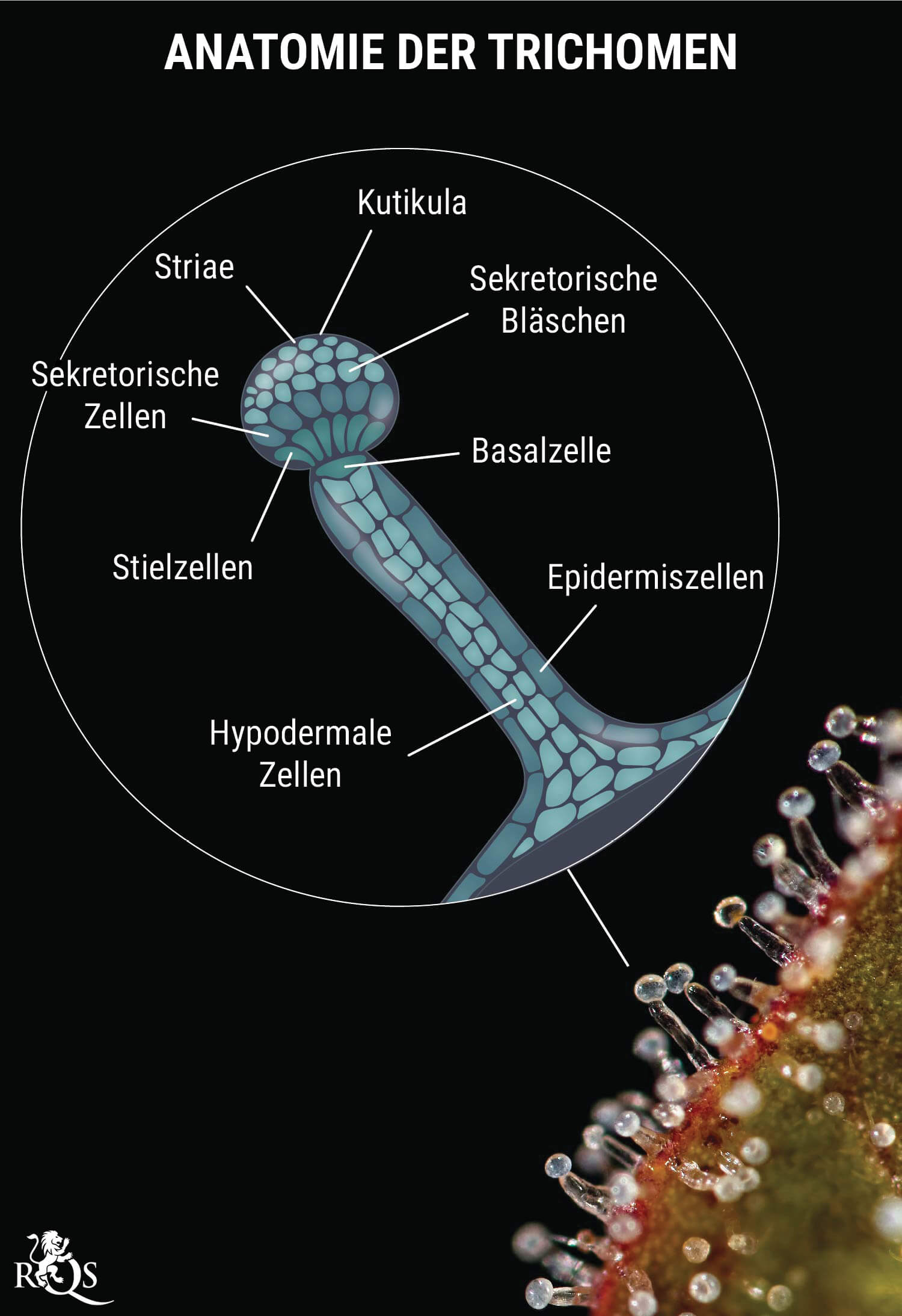 Genetik: die Voraussetzung für harzige Buds