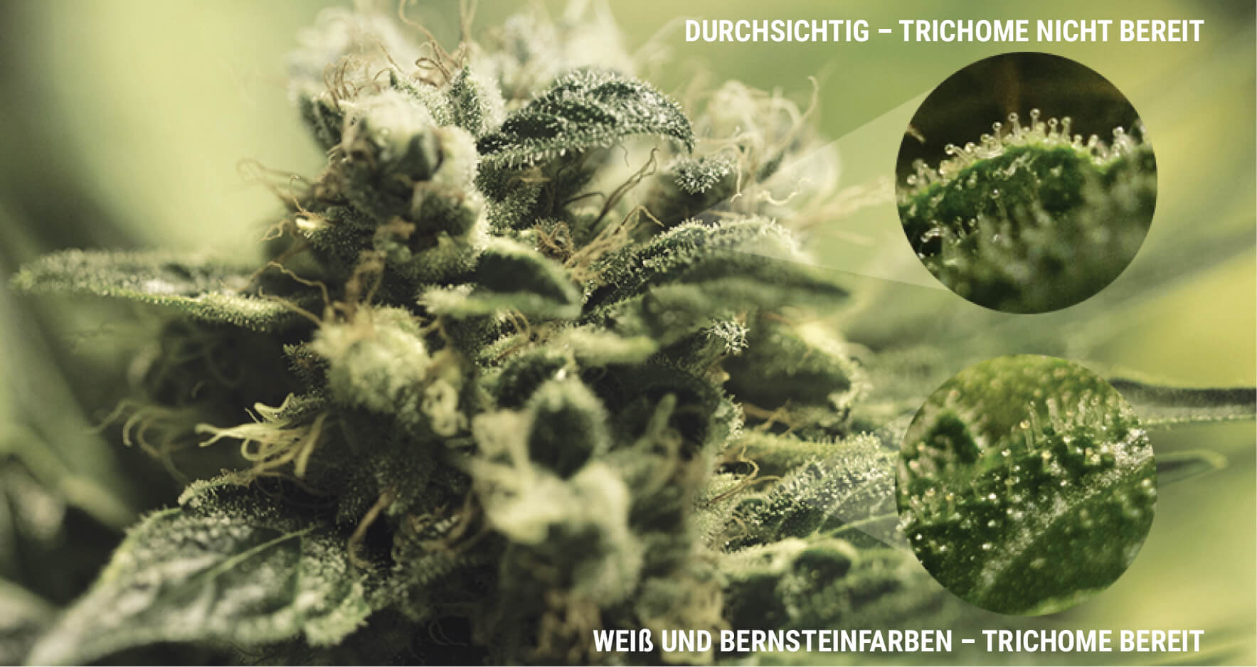 WAS SIND TRICHOME? WAS SIND TRICHOME?