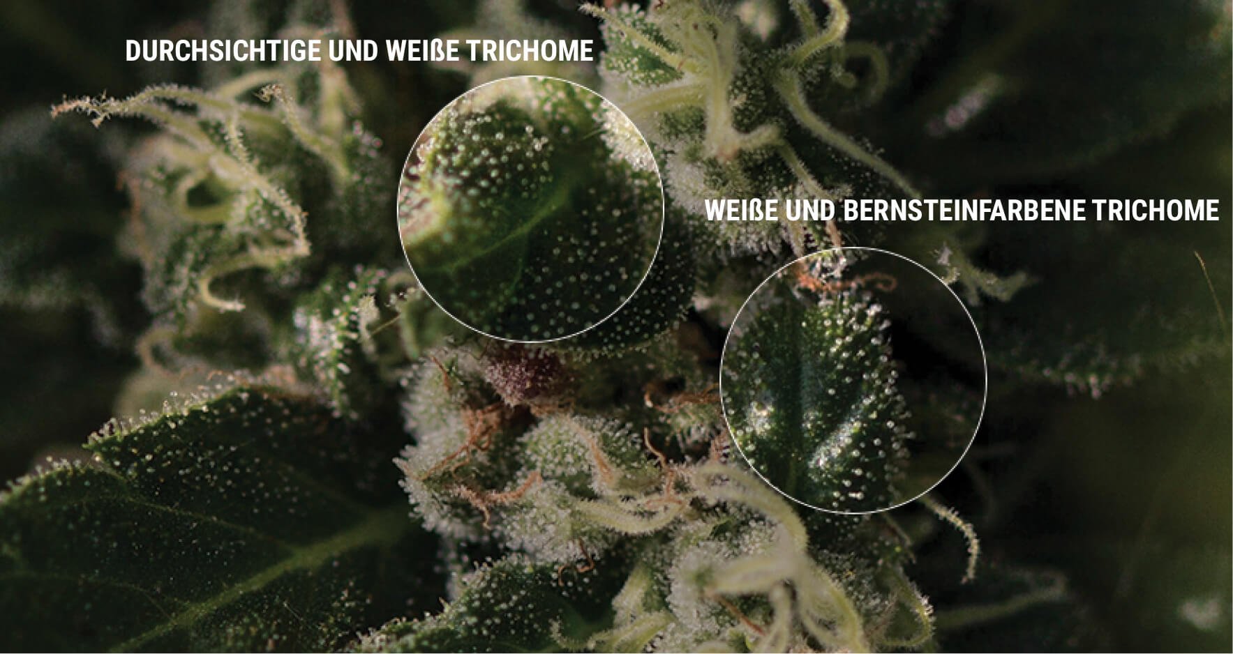 SO PRÜFST DU DEINE TRICHOME SO PRÜFST DU DEINE TRICHOME