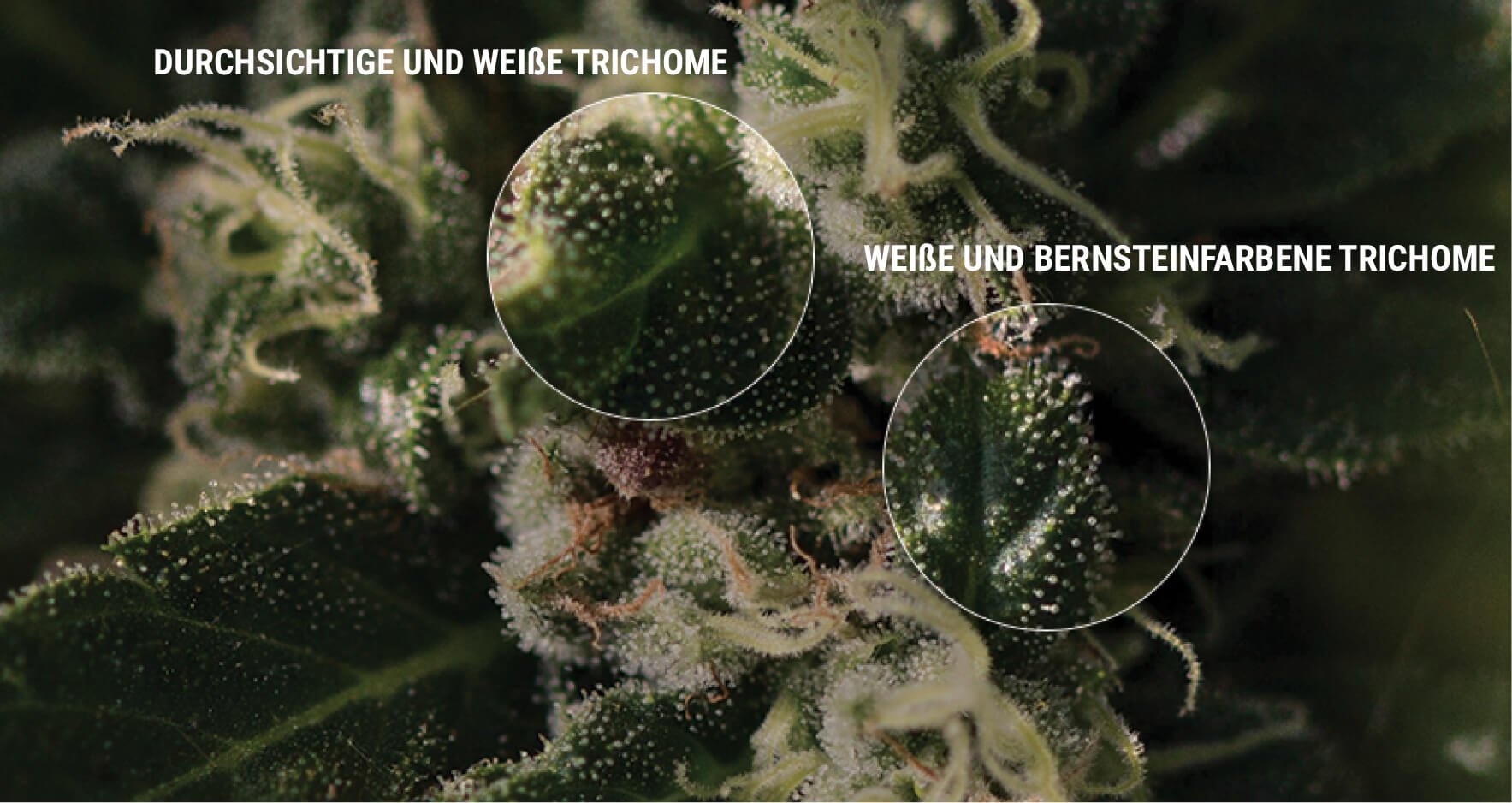 SO PRÜFST DU DEINE TRICHOME