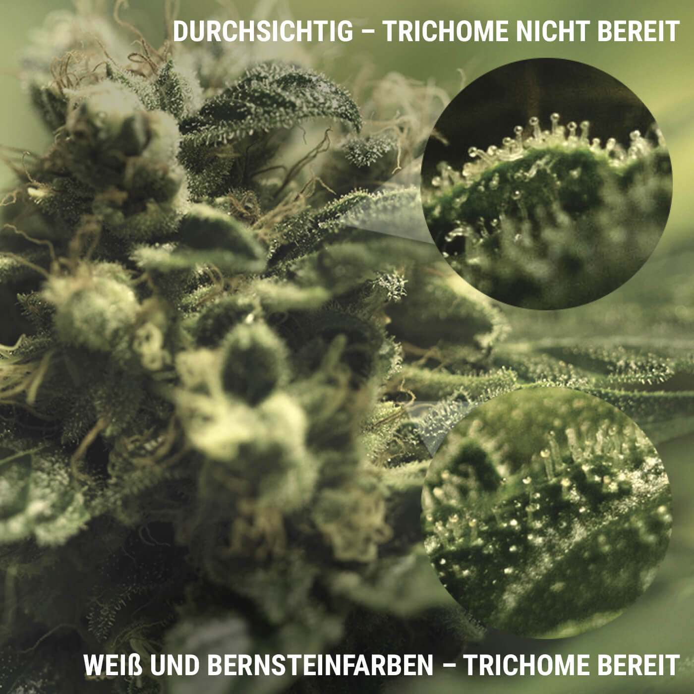 WAS SIND TRICHOME? WAS SIND TRICHOME?