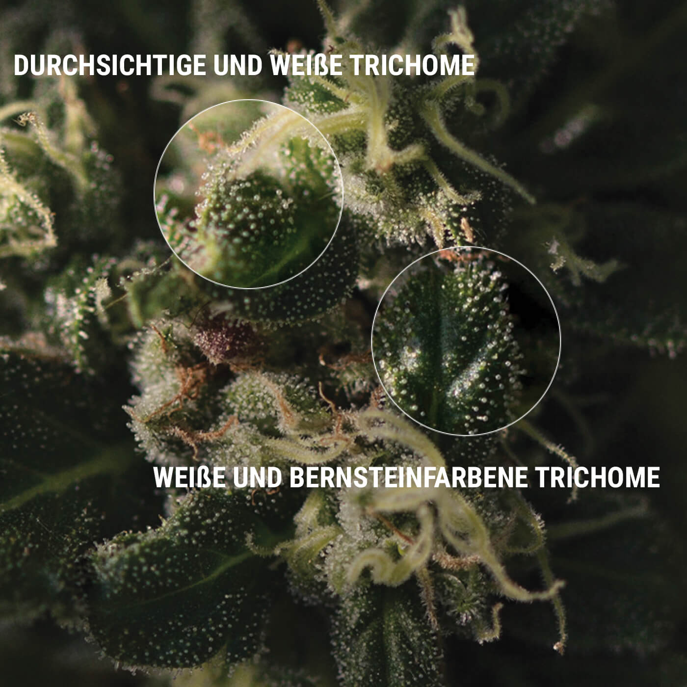 SO PRÜFST DU DEINE TRICHOME SO PRÜFST DU DEINE TRICHOME