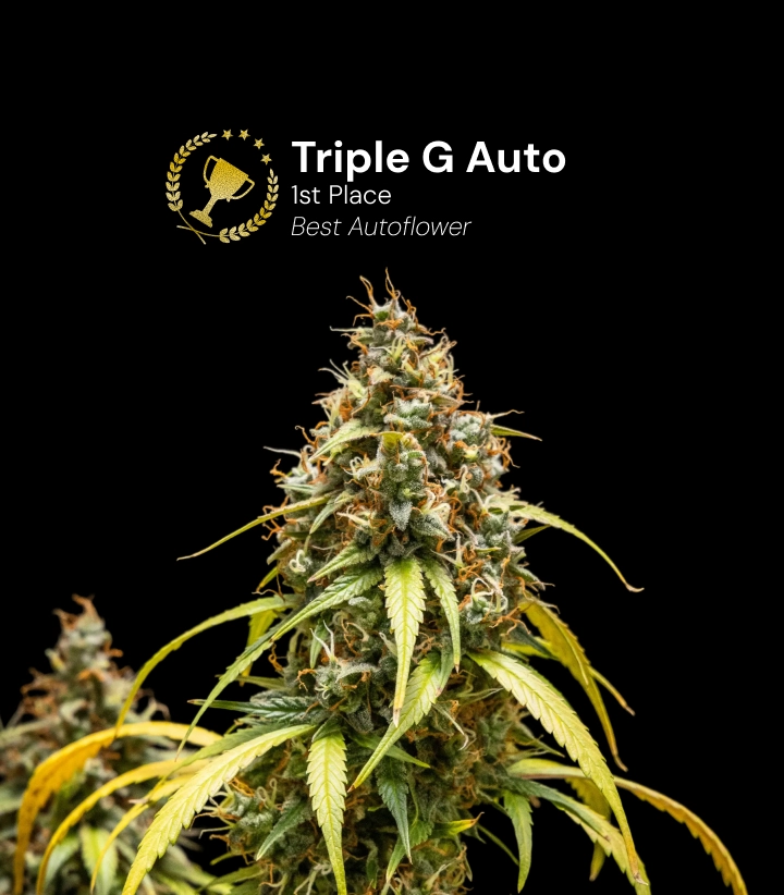 Triple G Auto, preisgekrönte Cannabissorte Entdecke Triple G Auto, eine preisgekrönte autoflowering Cannabissorte mit harzigen Blüten und beeindruckendem Wachstumspotenzial.