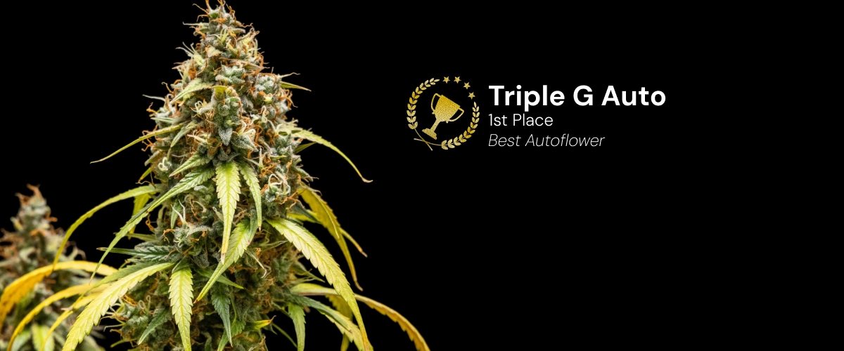 Triple G Auto, preisgekrönte Cannabissorte Entdecke Triple G Auto, eine preisgekrönte autoflowering Cannabissorte mit harzigen Blüten und beeindruckendem Wachstumspotenzial.