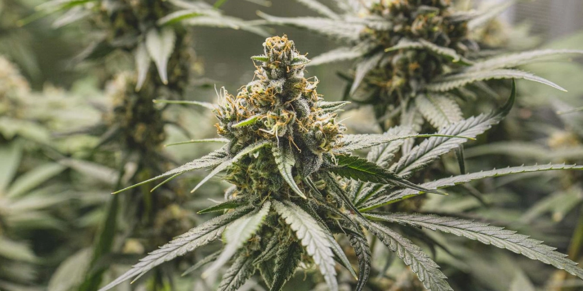 Tropical Mirage Cannabispflanze mit dichten harzigen Buds, orangefarbenen Blütenstempeln, frostigen Blättern und kompaktem Blütenwachstum.