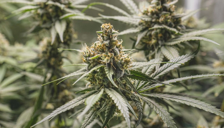 Tropical Mirage: kompakte Sorte mit hohem THC-Gehalt Tropical Mirage Cannabispflanze mit dichten harzigen Buds, orangefarbenen Blütenstempeln, frostigen Blättern und kompaktem Blütenwachstum.