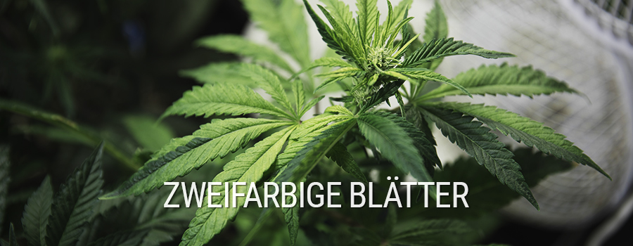 Zweifarbige Blätter Cannabis Mutation Zweifarbige Blätter Cannabis Mutation