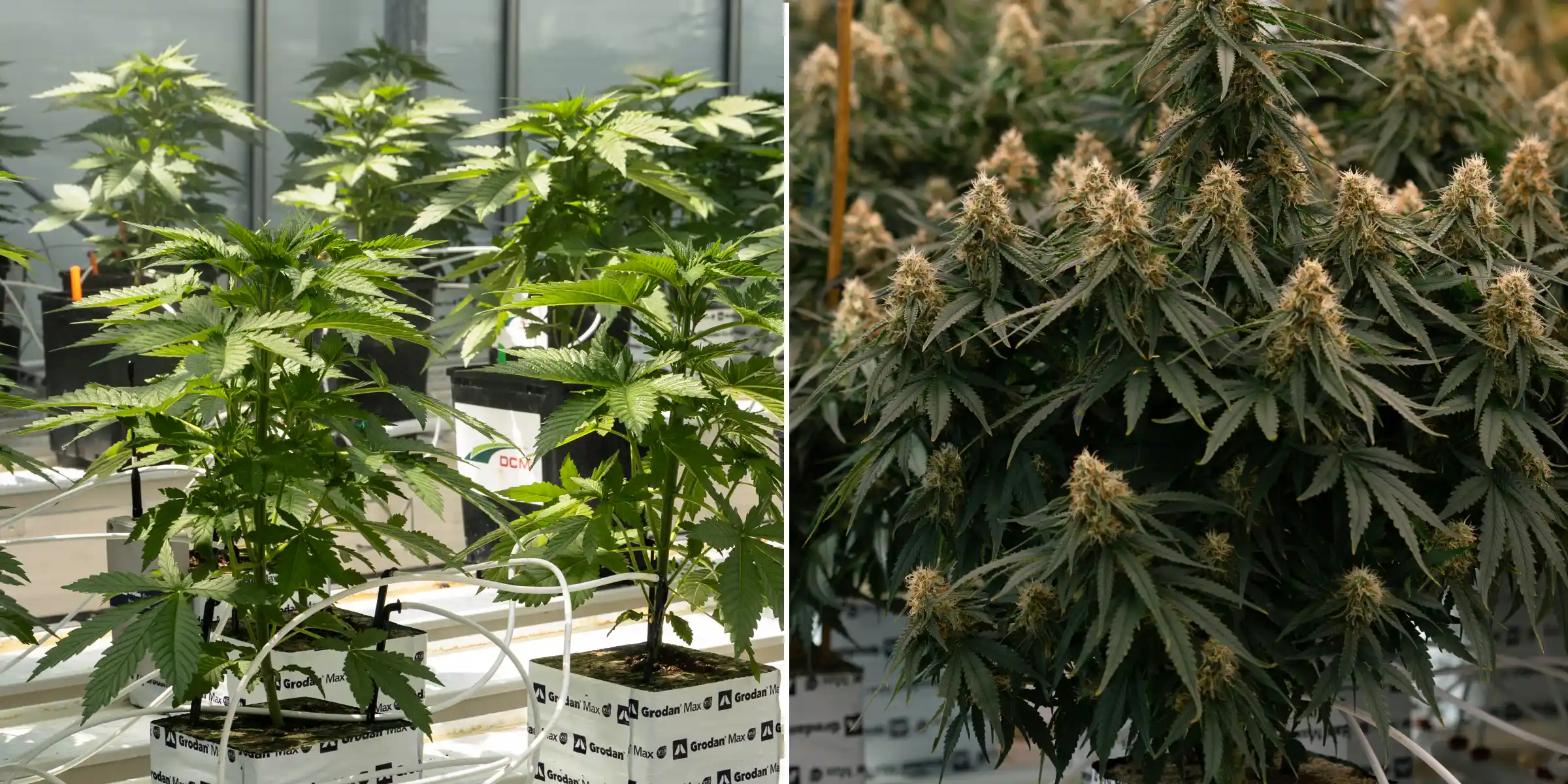 Direkter Vergleich von Cannabispflanzen in der vegetativen Phase und in der Blüte, mit jungen Pflanzen in Steinwollblöcken und Bewässerungsleitungen neben reifen Pflanzen mit dichten Blüten-Colas.