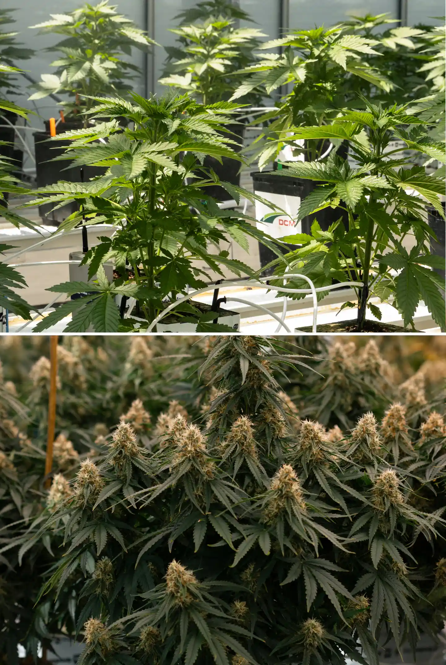 Direkter Vergleich von Cannabispflanzen in der vegetativen Phase und in der Blüte, mit jungen Pflanzen in Steinwollblöcken und Bewässerungsleitungen neben reifen Pflanzen mit dichten Blüten-Colas.