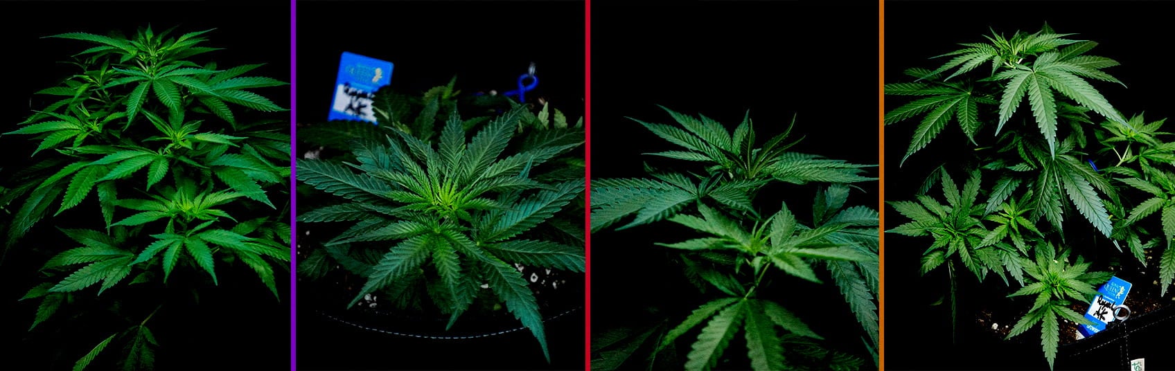 Eine Illustration einer Royal AK Cannabis-Pflanze in der vegetativen Phase, die gesunde Triebe und Zweige zeigt, auf einem grünen Hintergrund, der Growern den Optimierungsprozess der Wachstumsphase erklärt.
