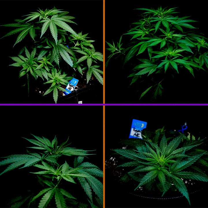 Eine Illustration einer Royal AK Cannabis-Pflanze in der vegetativen Phase, die gesunde Triebe und Zweige zeigt, auf einem grünen Hintergrund, der Growern den Optimierungsprozess der Wachstumsphase erklärt.