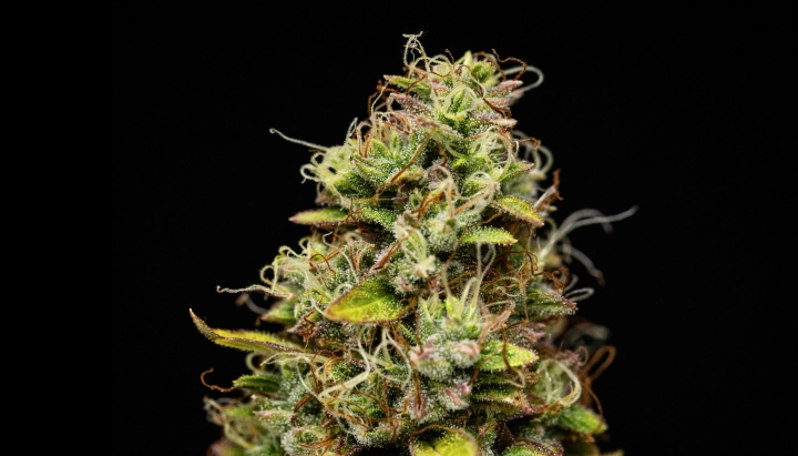 Wedding Cake Auto: starker Ertrag ohne viel Höhe Wedding Cake Auto Cannabis-Bud mit dichten harzigen Blüten, orangefarbenen Blütenstempeln, grünen Zuckerblättern und kompaktem Wachstum vor dunklem Hintergrund.