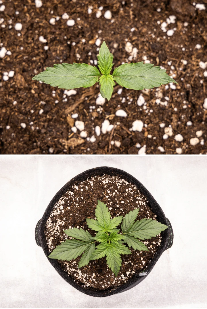 Wedding Cake Auto Cannabissämling wächst in Erde während Woche 1 des Grow Reports, mit früher Blattentwicklung, gesundem grünem Wachstum, perlitreichem Substrat und einem Stofftopf.