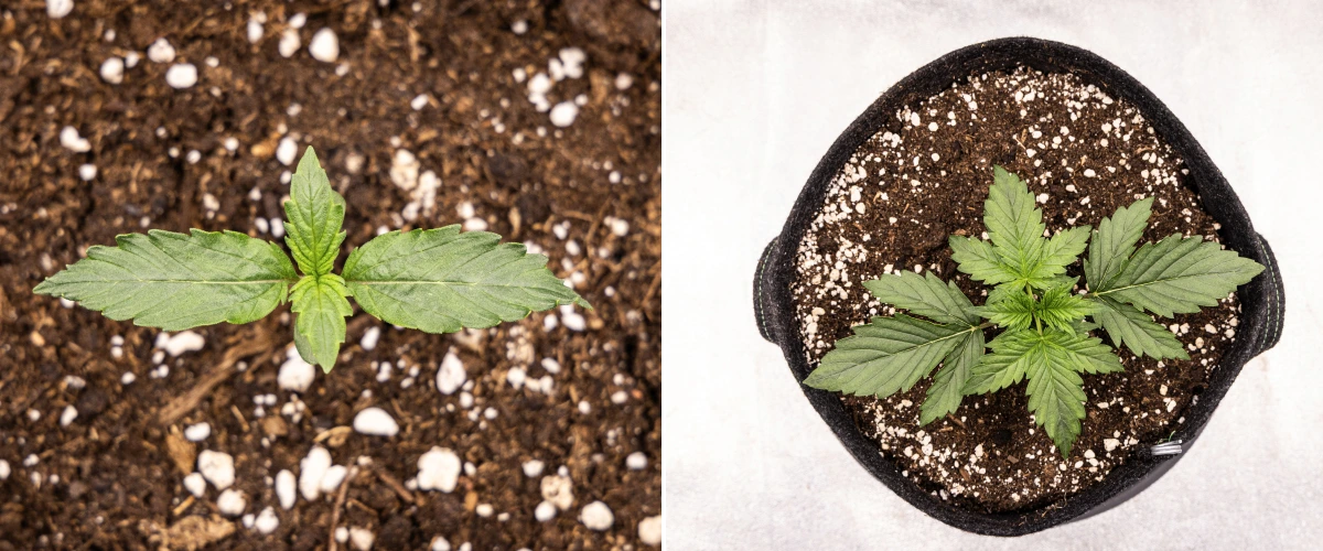 Wedding Cake Auto Cannabissämling wächst in Erde während Woche 1 des Grow Reports, mit früher Blattentwicklung, gesundem grünem Wachstum, perlitreichem Substrat und einem Stofftopf.