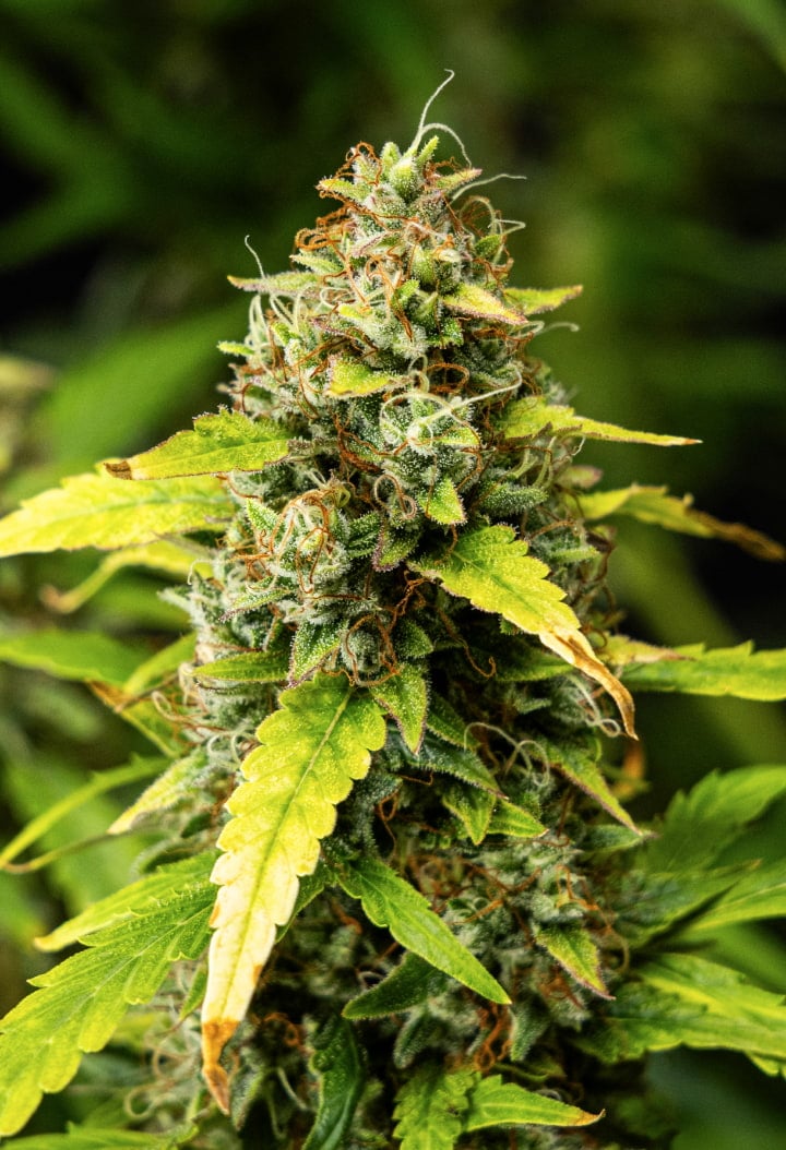 Nahaufnahme von Wedding Cake Auto Cannabis-Buds während Woche 10 des Grow Reports, mit dichten harzigen Blüten, orangefarbenen Blütenstempeln, frostigen Trichomen und verblassenden Blättern der späten Blüte.
