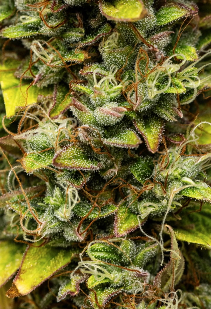 Nahaufnahme von Wedding Cake Auto Cannabis-Buds während Woche 12 des Grow Reports, mit erntereifen harzigen Blüten, dichter Trichombedeckung, orangefarbenen Blütenstempeln und verblassenden Blättern der späten Blüte.