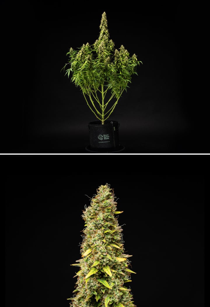 Wedding Cake Auto Cannabispflanze während Woche 11 des Grow Reports, mit hoher reifer Struktur, dichten harzigen Buds, orangefarbenen Blütenstempeln, verblassenden Blättern und finaler Reifung vor schwarzem Hintergrund.