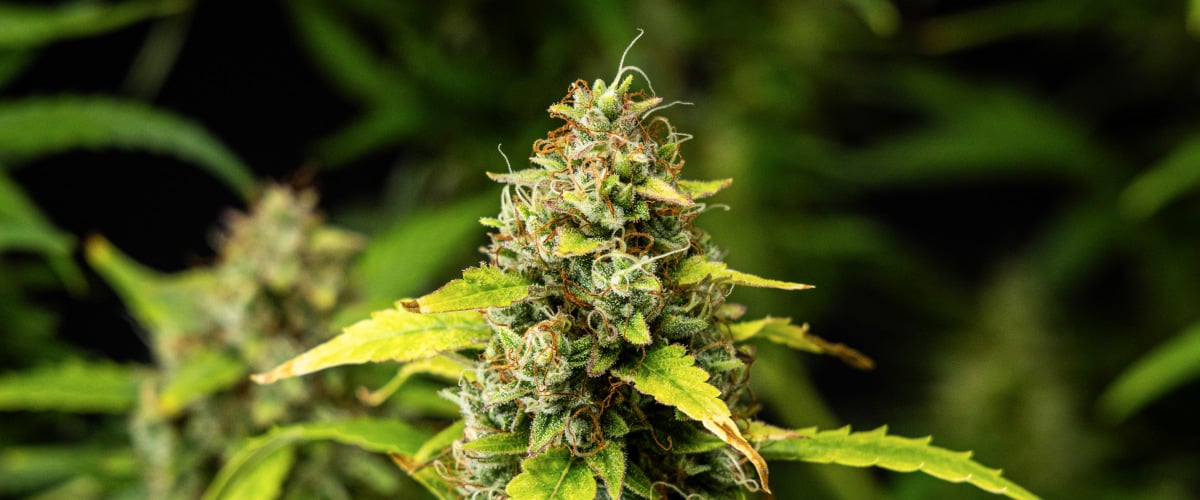 Nahaufnahme von Wedding Cake Auto Cannabis-Buds während Woche 10 des Grow Reports, mit dichten harzigen Blüten, orangefarbenen Blütenstempeln, frostigen Trichomen und verblassenden Blättern der späten Blüte.