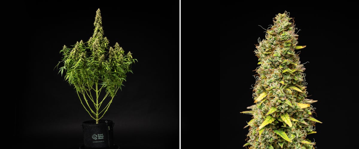 Wedding Cake Auto Cannabispflanze während Woche 11 des Grow Reports, mit hoher reifer Struktur, dichten harzigen Buds, orangefarbenen Blütenstempeln, verblassenden Blättern und finaler Reifung vor schwarzem Hintergrund.