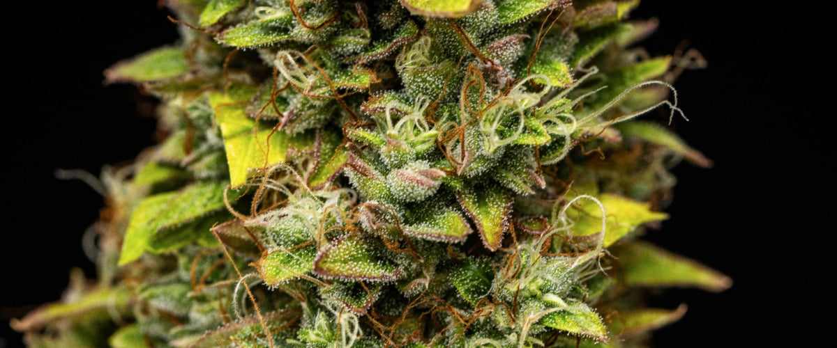 Nahaufnahme von Wedding Cake Auto Cannabis-Buds während Woche 12 des Grow Reports, mit erntereifen harzigen Blüten, dichter Trichombedeckung, orangefarbenen Blütenstempeln und verblassenden Blättern der späten Blüte.