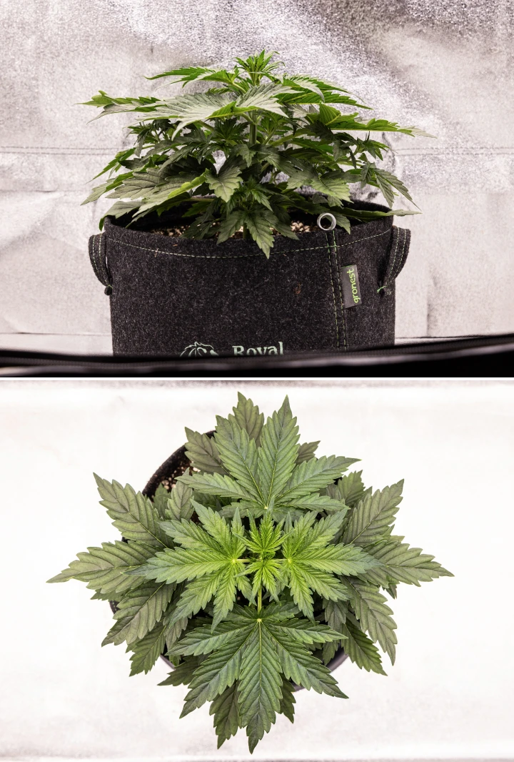 Wedding Cake Auto Cannabispflanze wächst in einem Stofftopf während Woche 4 des Grow Reports, mit frühen Anzeichen der Blüte, starkem vertikalem Wachstum, gesundem Laub und weißen Blütenstempeln an den Stängelknoten.