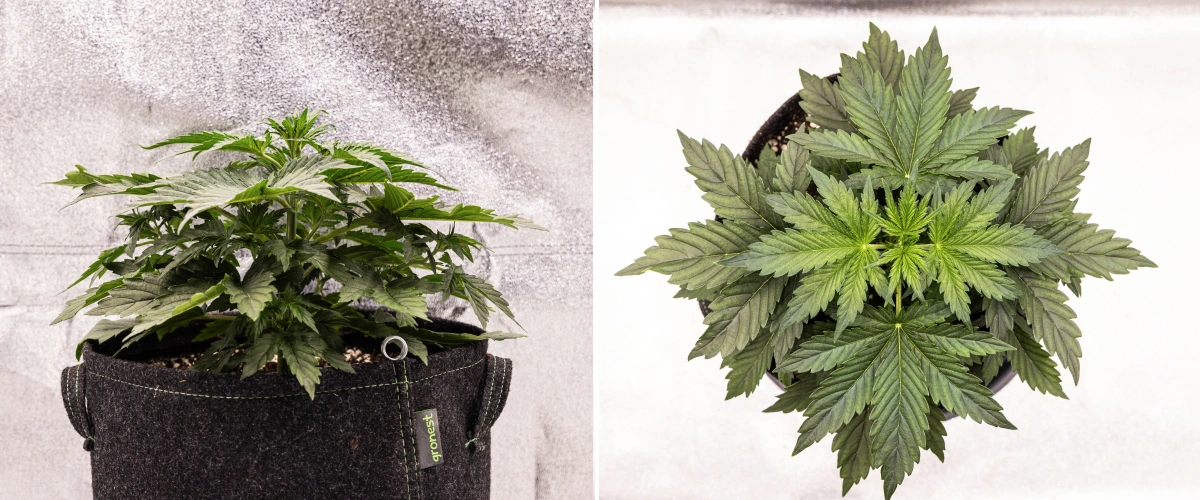 Wedding Cake Auto Cannabispflanze wächst in einem Stofftopf während Woche 2 des Grow Reports, mit dichter vegetativer Entwicklung, breiten grünen Blättern, kompakter Struktur und gesundem Laub.