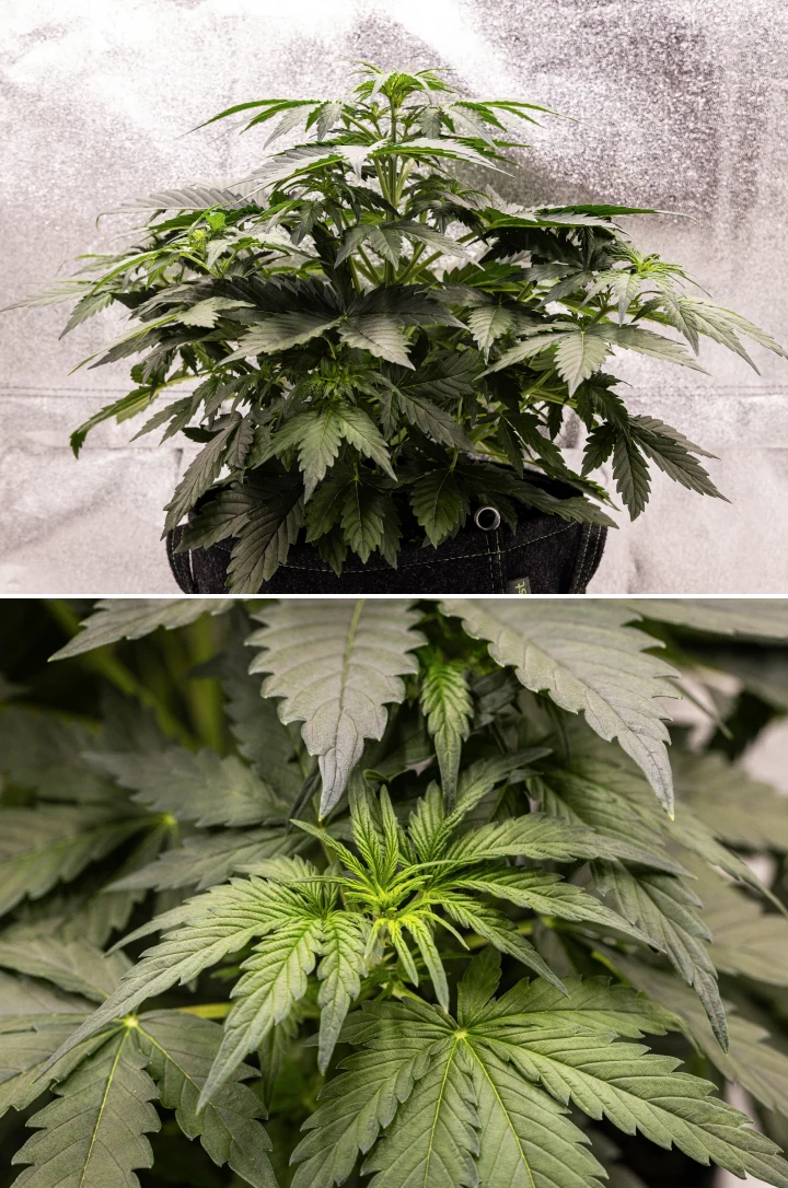 Wedding Cake Auto Cannabispflanze wächst in einem Stofftopf während Woche 3 des Grow Reports, mit dichtem grünem Laub, kompakter buschiger Struktur, neuem oberen Wachstum und früher Vorblütenentwicklung.