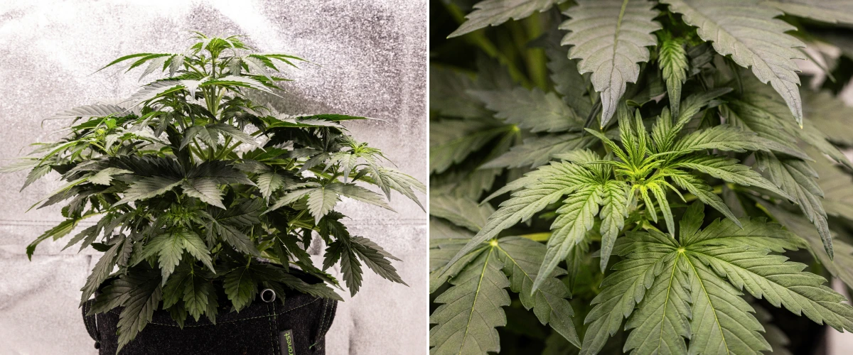 Wedding Cake Auto Cannabispflanze wächst in einem Stofftopf während Woche 3 des Grow Reports, mit dichtem grünem Laub, kompakter buschiger Struktur, neuem oberen Wachstum und früher Vorblütenentwicklung.