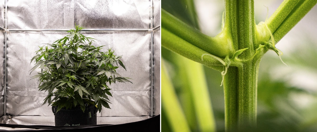 Wedding Cake Auto Cannabispflanze wächst in einem Stofftopf während Woche 4 des Grow Reports, mit frühen Anzeichen der Blüte, starkem vertikalem Wachstum, gesundem Laub und weißen Blütenstempeln an den Stängelknoten.