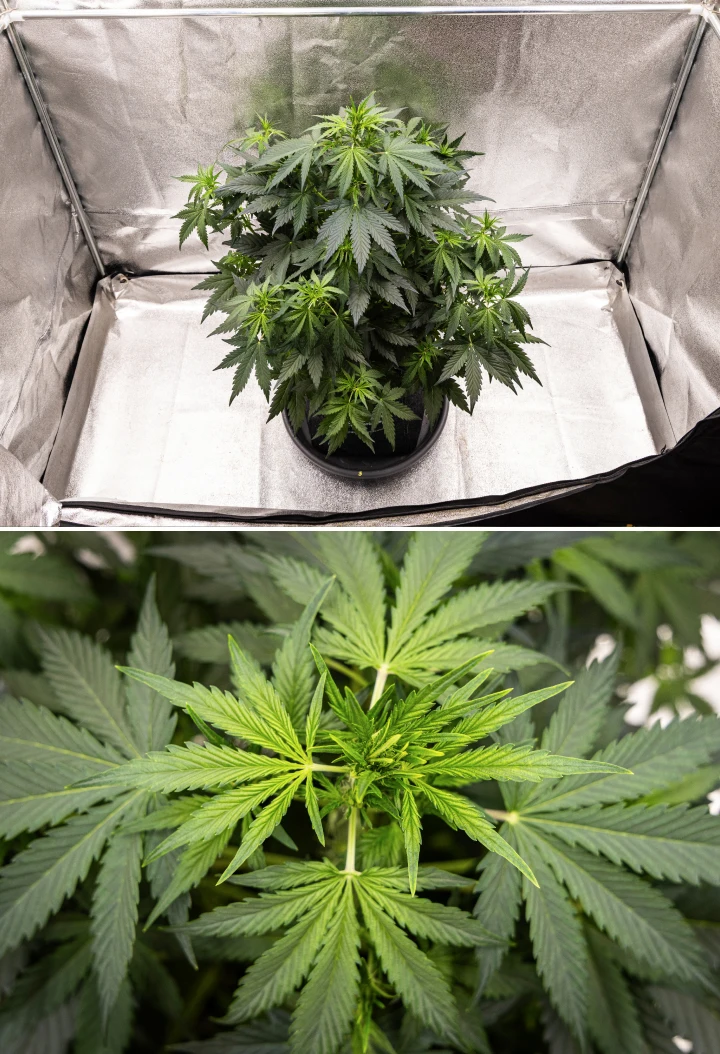 Wedding Cake Auto Cannabispflanze wächst in einem Stofftopf während Woche 5 des Grow Reports, mit starkem vertikalem Wachstum, früher Bud-Entwicklung, gesundem grünem Laub und mehreren Blütenstellen.