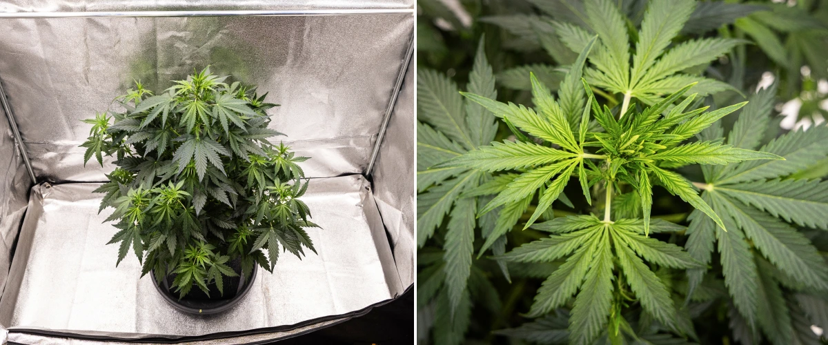 Wedding Cake Auto Cannabispflanze wächst in einem Stofftopf während Woche 5 des Grow Reports, mit starkem vertikalem Wachstum, früher Bud-Entwicklung, gesundem grünem Laub und mehreren Blütenstellen.