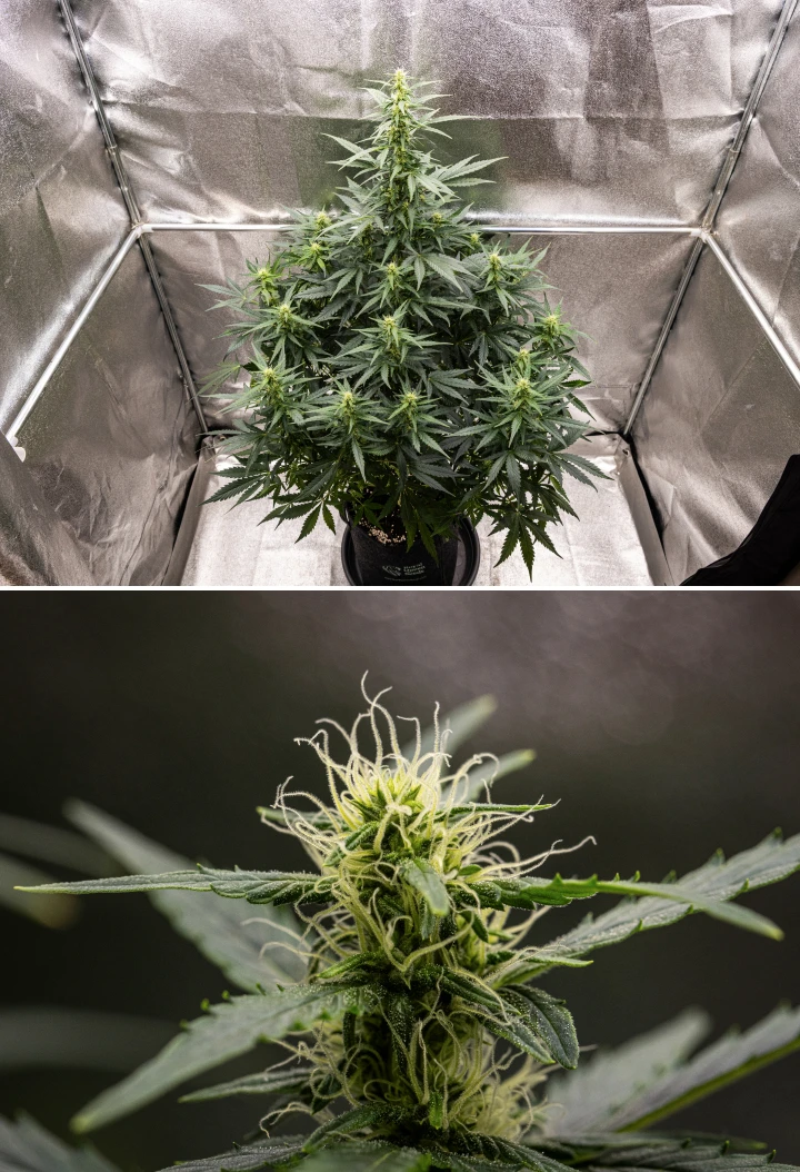 Wedding Cake Auto Cannabispflanze wächst in einem Stofftopf während Woche 6 des Grow Reports, mit hohem Blütenwachstum, sich entwickelnden Buds, frischen weißen Blütenstempeln und gesunden grünen Blättern.