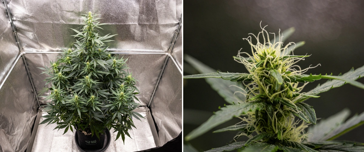 Wedding Cake Auto Cannabispflanze wächst in einem Stofftopf während Woche 6 des Grow Reports, mit hohem Blütenwachstum, sich entwickelnden Buds, frischen weißen Blütenstempeln und gesunden grünen Blättern.