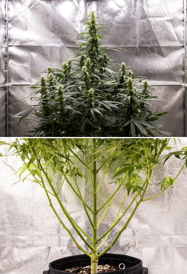 Wedding Cake Auto Cannabispflanze während Woche 7 des Grow Reports, mit hohen blühenden Colas, starker Zweigstruktur, beschnittenem unteren Wachstum, gesunden Stängeln und sich entwickelnden Buds.