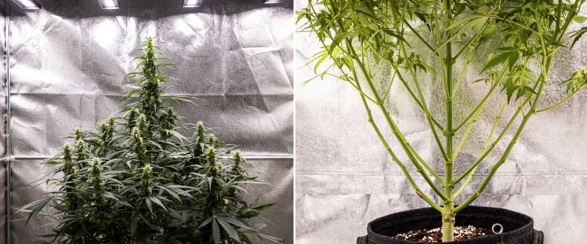 Wedding Cake Auto Cannabispflanze während Woche 7 des Grow Reports, mit hohen blühenden Colas, starker Zweigstruktur, beschnittenem unteren Wachstum, gesunden Stängeln und sich entwickelnden Buds.