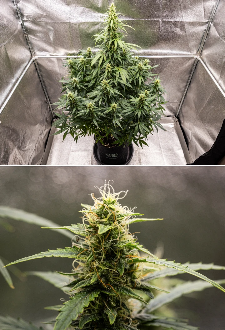 Wedding Cake Auto Cannabispflanze während Woche 8 des Grow Reports, mit harziger Bud-Entwicklung, weißen und orangefarbenen Blütenstempeln, gesunden Zuckerblättern und hohen blühenden Colas.